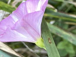 Image result for Convolvulus aschersonii