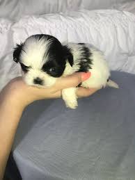May 23, 2021 · 2 shih tzu puppies for sale in florida. Litter Of 5 Shih Tzu Puppies For Sale In Belleview Fl Adn 34752 On Puppyfinder Com Gender Female Age 5 Weeks Old Shih Tzu Puppy Puppies Puppies For Sale