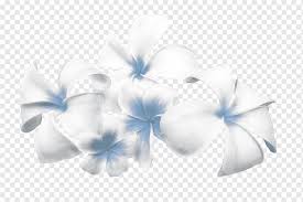 Check spelling or type a new query. Cut Flowers Floral Design Tulip Color Frangipani Blue White Flower Png Pngwing