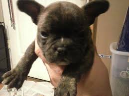 The fire killed 85 people, most through smoke inhalation. French Bulldogs For Sale In Iowa Petfinder