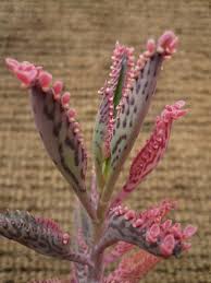 Kalanchoe Pink Butterflies A K A Pink Mother Of Thousands Variegated Form Of Kalanchoe H Houghtonii Hybrid Cactus Y Suculentas Plantas Crasas Suculentas