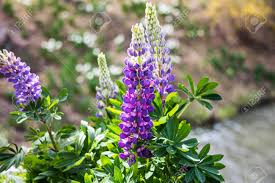 Tall green plant with purple flowers. Tall Purple Flowers Bloom From The Green Flower Stems With A Little Water Stream In The Background Stock Photo Picture And Royalty Free Image Image 78129267
