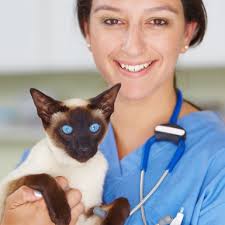 CVO ANNUAL REPORT 2020