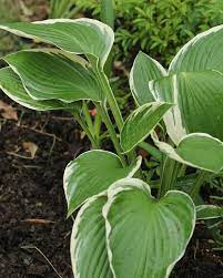 ボード https www pinterest jp kanongreen178 blog のピン