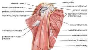 Each of your arms is composed of your upper arm and forearm. Arm Definition Bones Muscles Facts Britannica