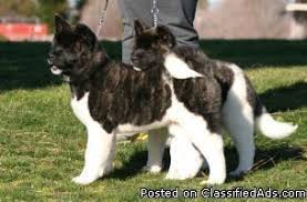 With each planned breeding, our goal is consistency and to improve upon each generation. Akita Puppies Price 650 00 For Sale In Homewood Alabama Best Pets Online