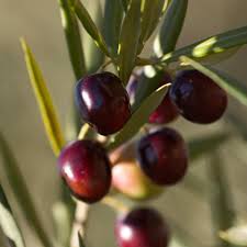 Koroneiki Greek Olive Tree Olive Trees For Sale Olive Tree Greek Olives