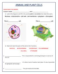 Check spelling or type a new query. Animal And Plant Cell Worksheet