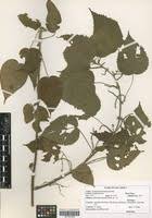 Image result for Acalypha psilostachya