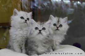 Satilik Chinchilla Silver Yavru Kediler Geldi 2070800 Alalimsatalim Com