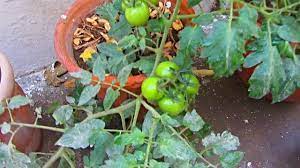 About press copyright contact us creators advertise developers terms privacy policy & safety how youtube works test new features press copyright contact us creators. My Vegetable Garden Kitchen Garden Urdu Hindi Youtube