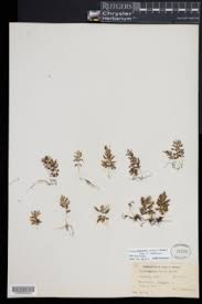 Image result for Crepidomanes chevalieri