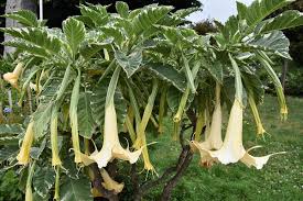 Image result for Brugmansia