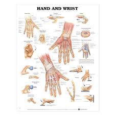 Hand And Wrist Anatomical Chart