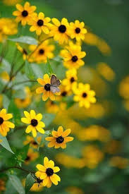 Black And Yellow Flowers Black Eyed Susan Smiles By Sweet Angel 1 Com Yellow Flowers Flowers Black Eyed Susan