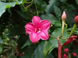 Image result for Ipomoea horsfalliae