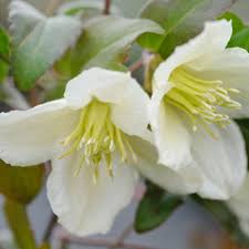 Maybe you would like to learn more about one of these? Buy Clematis Cirrhosa Jingle Bells J Parker Dutch Bulbs