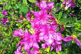 Azalia Japonska Geisha Lilac Rhododendron Obtusum Rosliny Fioletowe Kwiaty I Krzewy