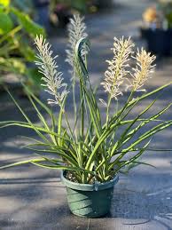 Image result for Sansevieria