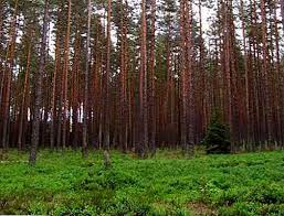 Pădurile de conifere în europa, asia şi america de nord, până la 60°.65° lat., se întind pădurile de conifere şi înaintează spre sud, până la 50°.55° lat., unde intră în amestec cu specii de foioase. Caracteristici Ale PÄƒdurilor Conifere FlorÄƒ FaunÄƒ ClimÄƒ LocaÈ›ie Thpanorama Acum DeveniÈ›i Mai Buni