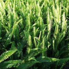 Image result for Nephrolepis