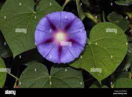 Image result for Ipomoea violacea