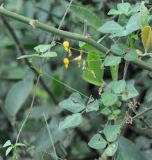 Image result for Rhynchosia albissima