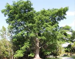 Image result for Ceiba pentandra