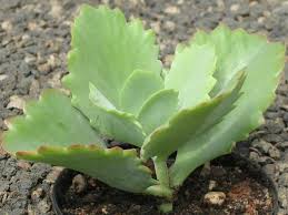 Kalanchoe Longiflora Tugela Cliff Kalanchoe World Of Succulents Succulents Succulent Gardening Planting Succulents