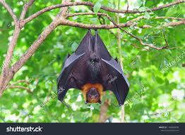 Fruit Bat Hanging On Tree In Forest Lyle S Flying Fox Ad Spon Hanging Tree Fruit Bat Fruit Bat Mammals Hanging Bat