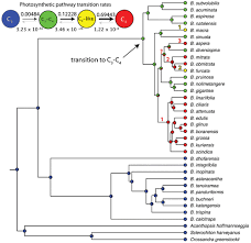 Image result for Blepharis dunensis