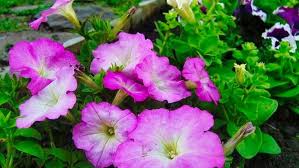 Unfortunately for me, i have a black thumb which means i'm horrible at keeping plants alive. 23 Best Mosquito Repellent Plants Easy To Care Geartrench