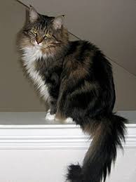 Maine Coon Wikipedia