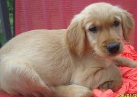 Check spelling or type a new query. Male And Female Golden Retriever Puppies For Sale In Lenoir North Carolina Classified Americanlisted Com