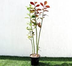 Image result for Euphorbia grantii