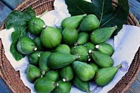 Fig Tree Harvesting How And When To Pick Figs