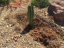The lack of spines has made this plant endangered in nature, as it has no natural defense against desert animals. New Cactus Cutting Finds A Home Azplantlady Com