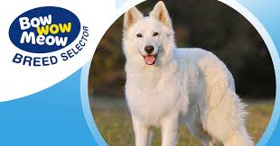 We are affiliated with several kennel clubs. Meet The White Swiss Shepherd