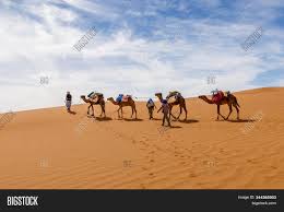 Camel caravan going through the sand dunes in the sahara desert Camels Caravan Sahara Image Photo Free Trial Bigstock
