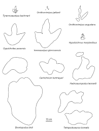 Image result for Tridactyle virginea