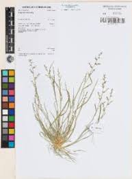 Image result for Eragrostis paniciformis