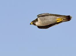 A peregrine falcon can dive up to 200 miles (323 kilometers) an hour to capture prey in flight, striking in midair with its outstretched talons, or claws. Stooping Peregrine Falcon Peregrine Falcon Peregrine Pet Birds