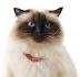 How Much Does a Himalayan Cat Cost? (2020) | Spend On Pet