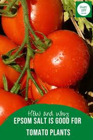 Epsom salt is a natural remedy for muscle aches, inflammation, and stress. Why Use Epsom Salt For Tomato Plants