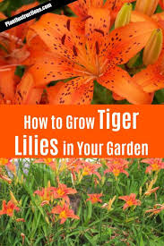 How To Grow Tiger Lilies In Your Garden Tiger Lily Flowers Growing Lilies Tiger Lily Garden