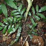 Image result for Lomariopsis guineensis