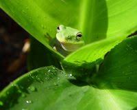 Check spelling or type a new query. Cute Frog Wallpaper Laptop Wallpaper Sun