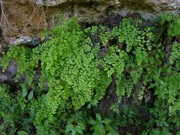 Image result for Adiantum vogelii