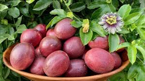 Image result for Passiflora edulis