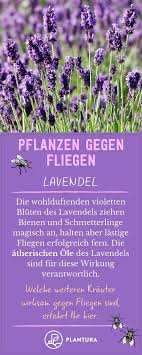 Pflanzen Gegen Fliegen Lavendel Tomaten Co Plantura Pflanzen Garten Pflanzenschutz